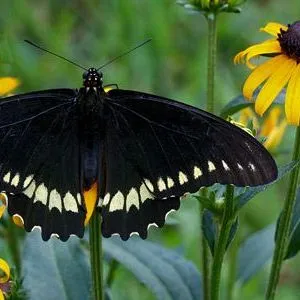 thumbnail for publication: Polydamas Swallowtail, Gold Rim, Tailless Swallowtail, Battus polydamas lucayus (Rothschild & Jordan) (Insecta: Lepidoptera: Papilionidae: Troidini)